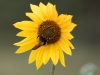 Prairie Sunflower