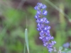 Bluebonnet Lupine