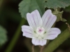 Common Mallow