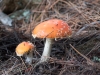 Fly Agaric