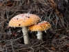 Fly Agaric