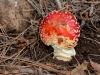 Fly Agaric