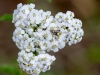 Common Yarrow