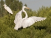 Great Egret and Snowy Egret