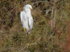 Snowy Egret