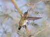 Anna's Hummingbird