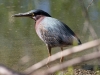 Green Heron