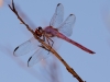 Roseate Skimmer