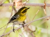 Townsend's Warbler