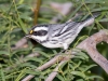 Black-throated Gray Warbler