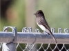 Black Phoebe