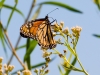 Monarch Butterfly on a Seepwillow Flower