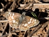 Common Checkered-Skipper