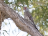 Northern Flicker