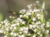 Bee on Seepwillow Flower