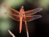 Flame Skimmer