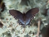 Pipevine Swallowtail