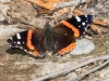 Red Admiral