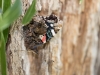 Red Admiral