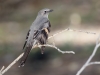 Townsend's Solitaire