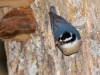 Red-breasted Nuthatch