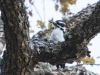 Hairy Woodpecker