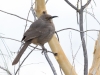 Curve-billed Thrasher