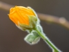 Orange Globemallow bud