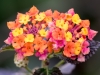 Lantana