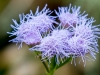 Palmleaf Thoroughwort