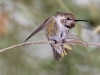 Costa's Hummingbird