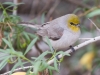 Verdin