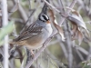 White-crowned Sparrow