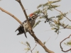 Ladder-backed Woodpecker