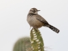 Cactus Wren