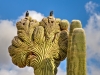 Crested Saguaro