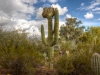 Crested Saguaro