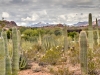 Piestewa Peak, Camelback Mountain, Saguaro, Organ Pipe, Cholla, Senita