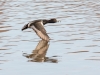 Ring-necked Duck