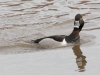 Ring-necked Duck