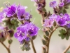 Cleftleaf Wildheliotrope