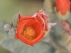 Orange Globemallow