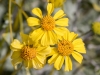 Brittlebush Flowers