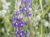 Coulter's Lupine