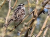 White-crowned Sparrow