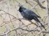 Phainopepla