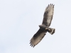 Zone-tailed Hawk