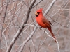 Northern Cardinal