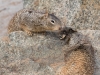 Rock Squirrels