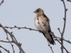 Northern Rough-winged Swallow